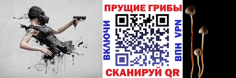 Галлюциногенные грибы Cubensis  мега tor  Губаха 